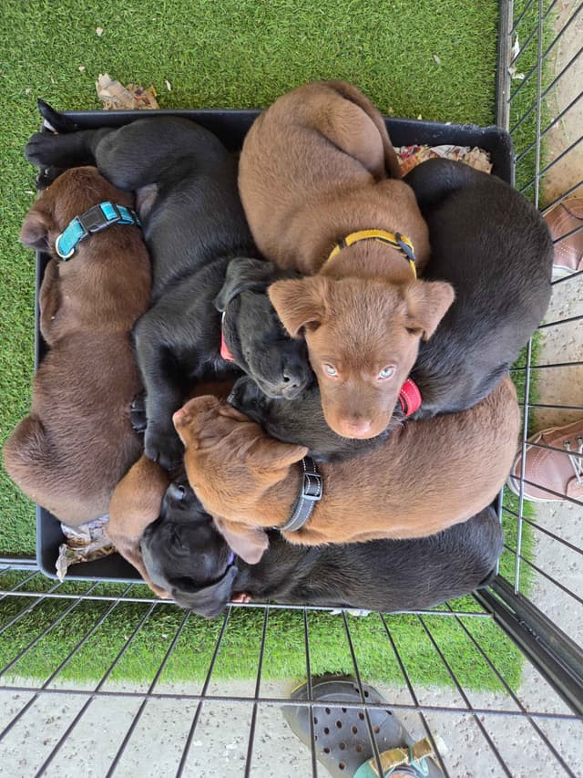 Labrador Retriever Puppies media 15