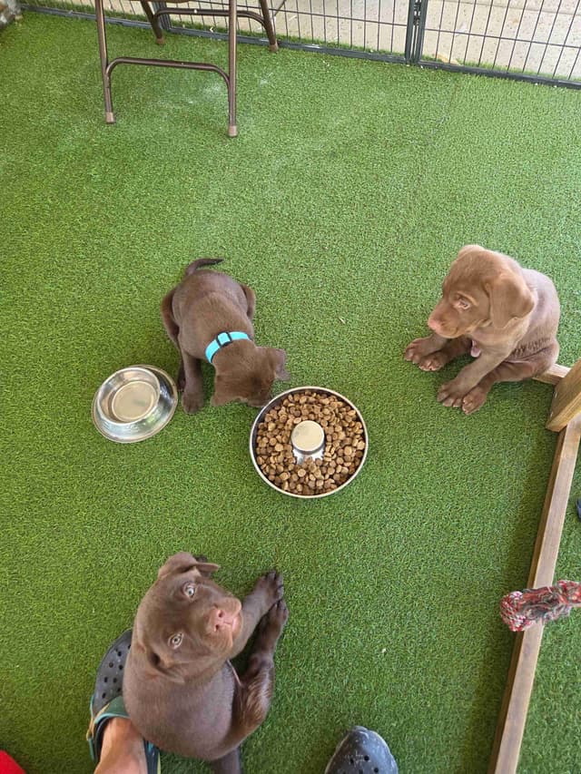 Labrador Retriever Puppies media 16