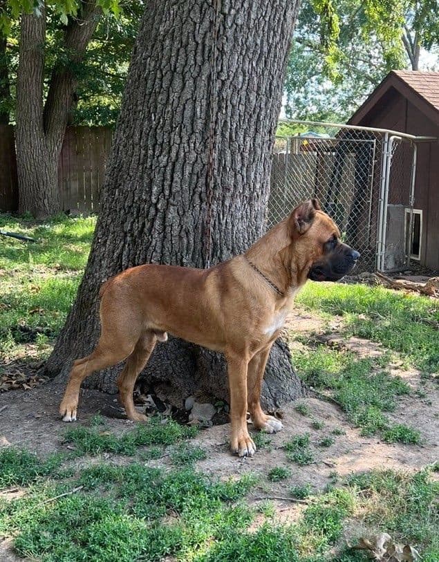 Cane Corso Puppies breeder image 1