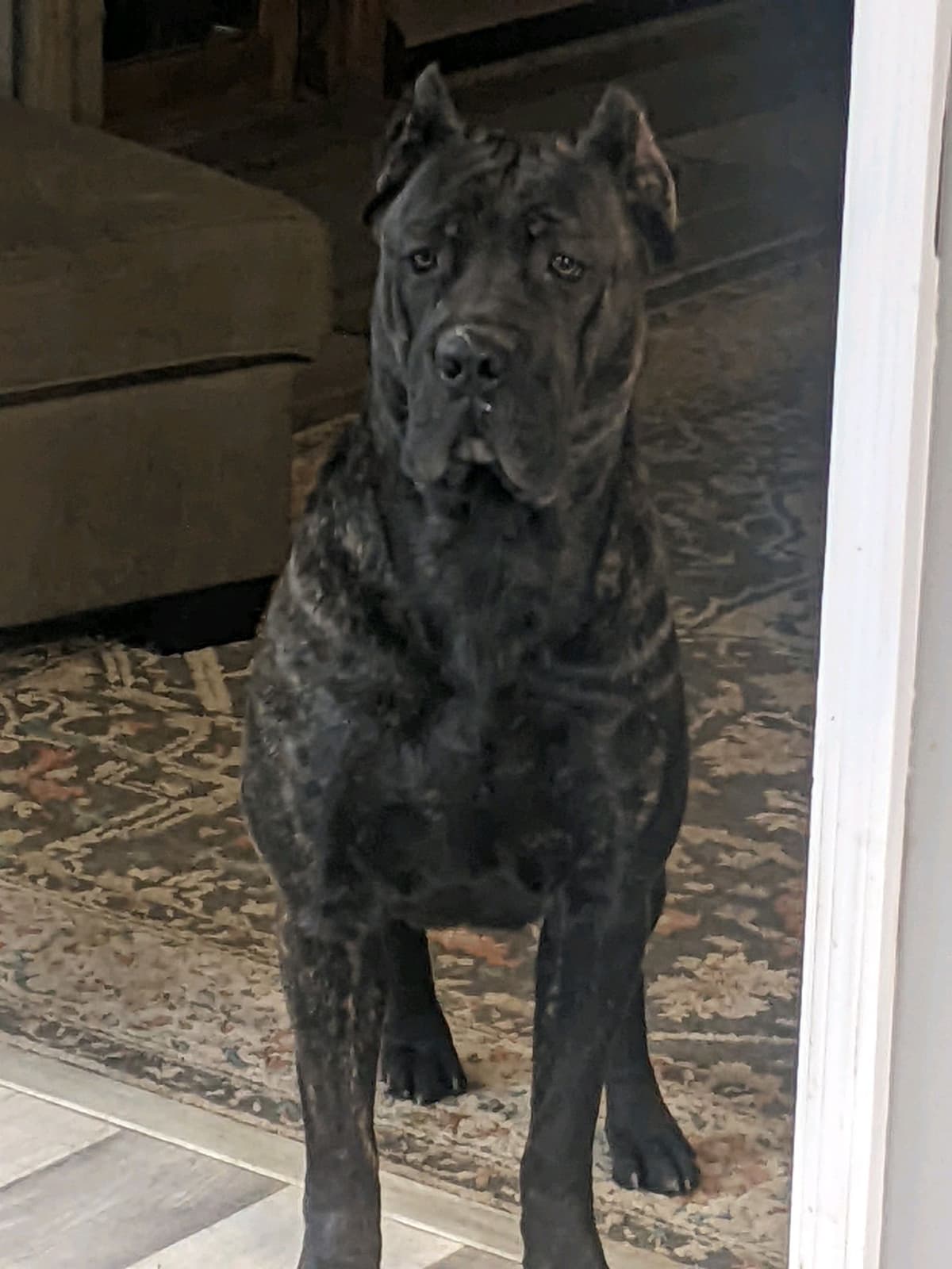Cane Corso Puppies breeder image 2