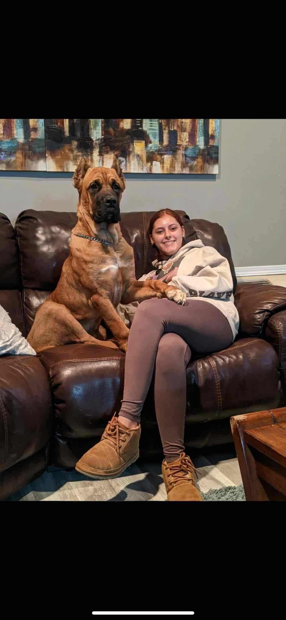Cane Corso Puppies breeder image 3