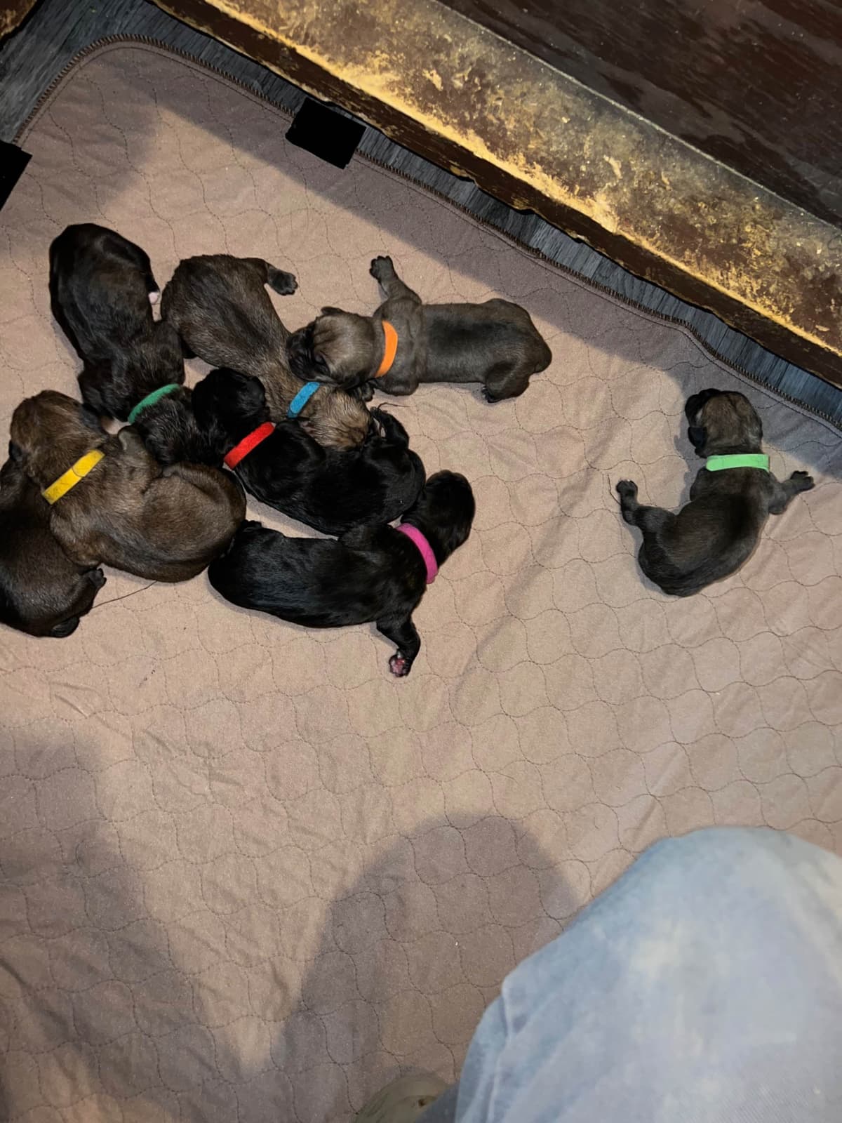 Cane Corso Puppies breeder image 5