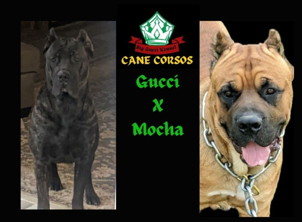 Cane Corso Puppies breeder image 6