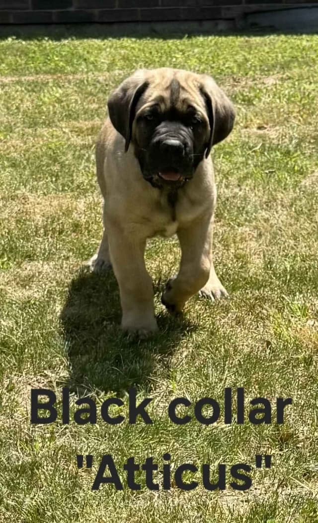 Cane Corso Puppies media 2