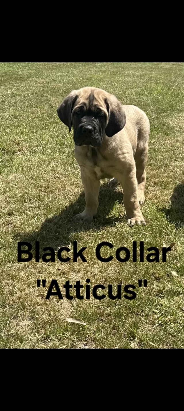 Cane Corso Puppies media 3