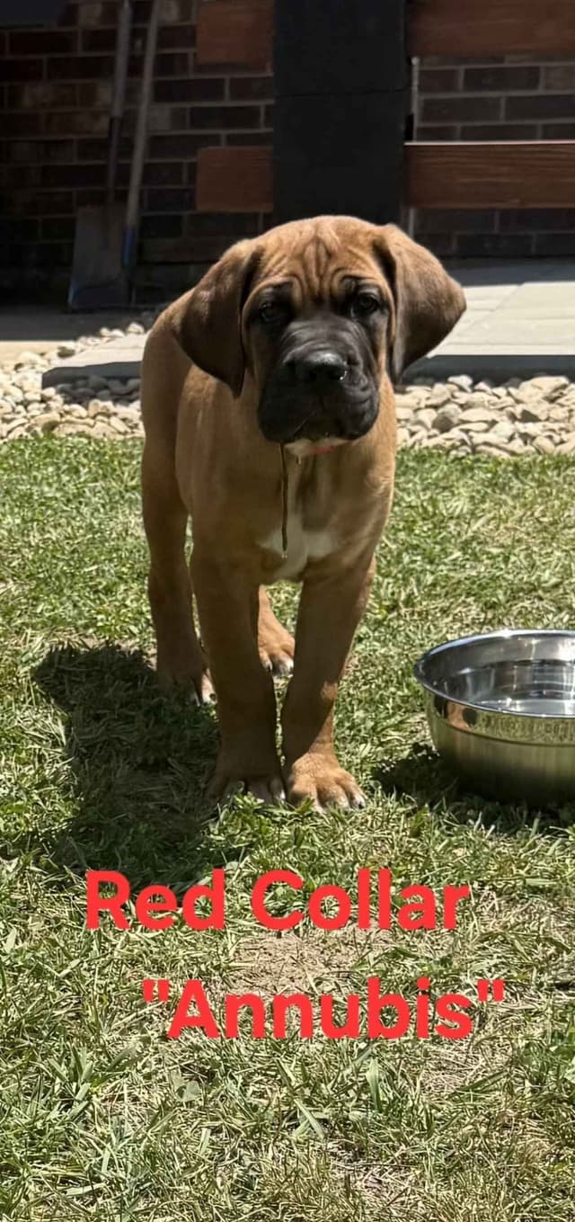 Cane Corso Puppies media 4
