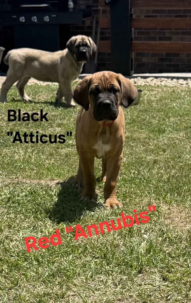 Cane Corso Puppies media 6