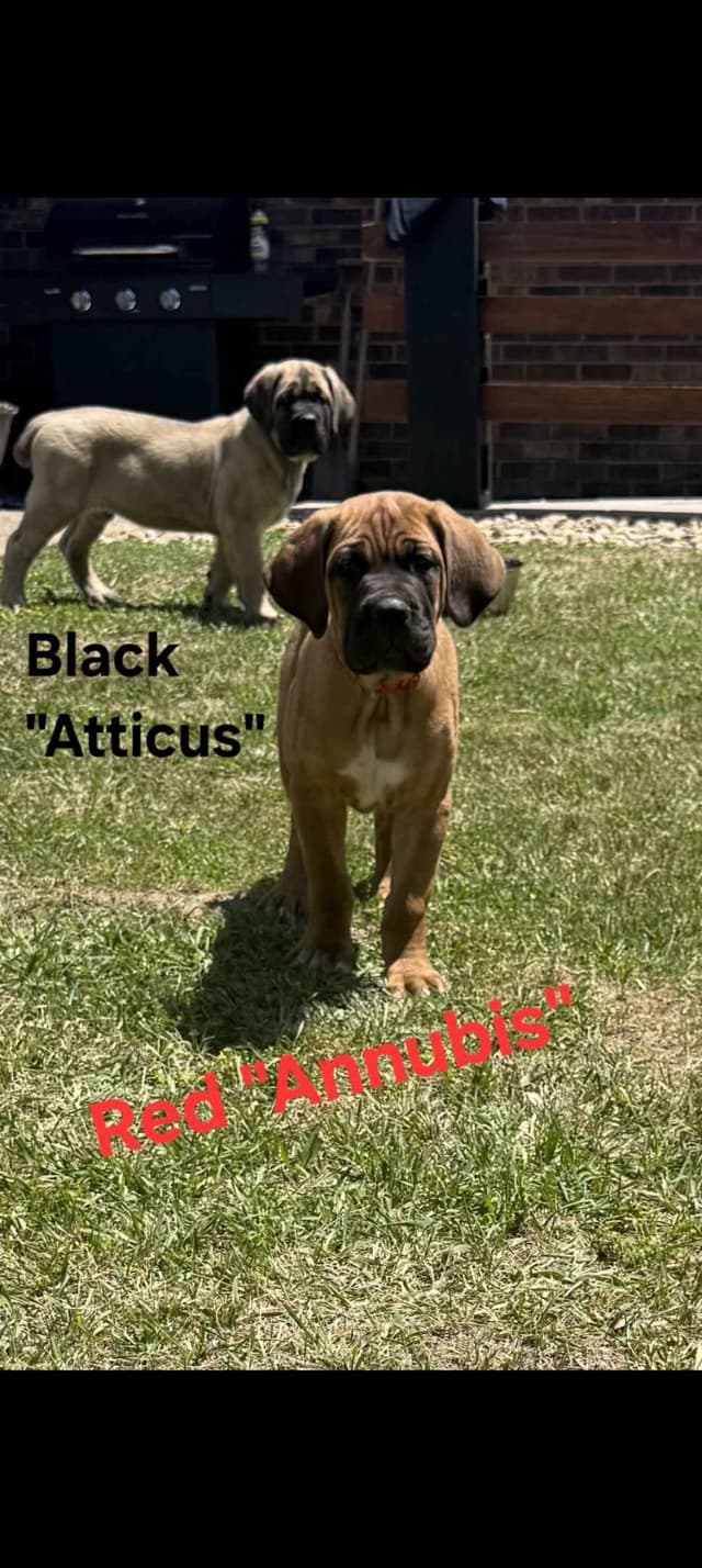 Cane Corso Puppies media 5