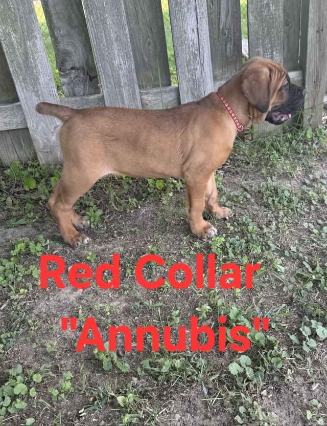 Cane Corso Puppies media 7