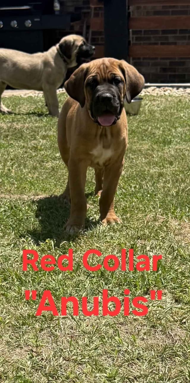 Cane Corso Puppies media 8