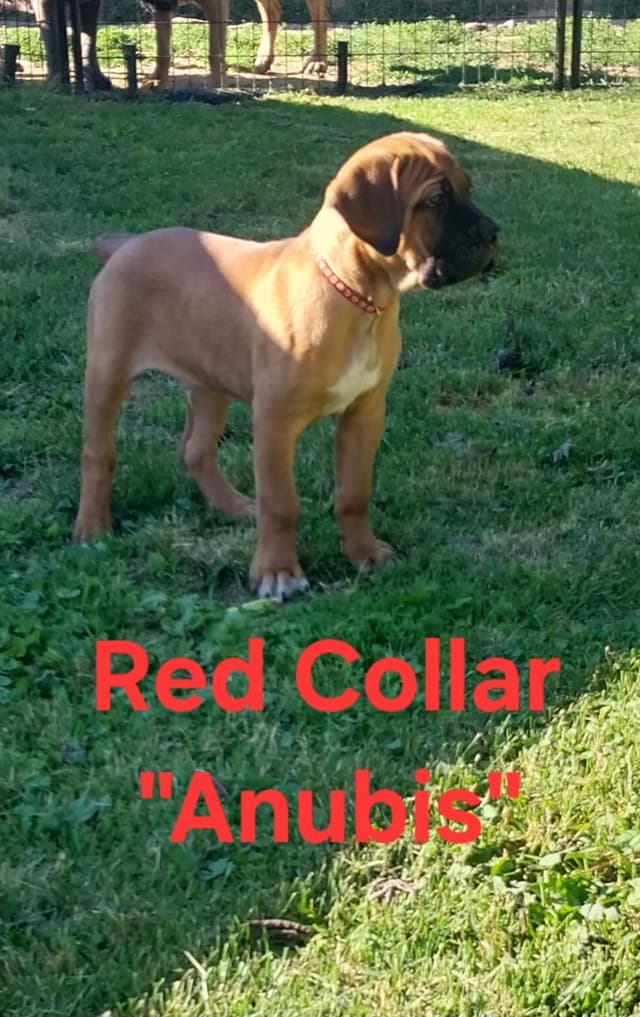 Cane Corso Puppies media 9