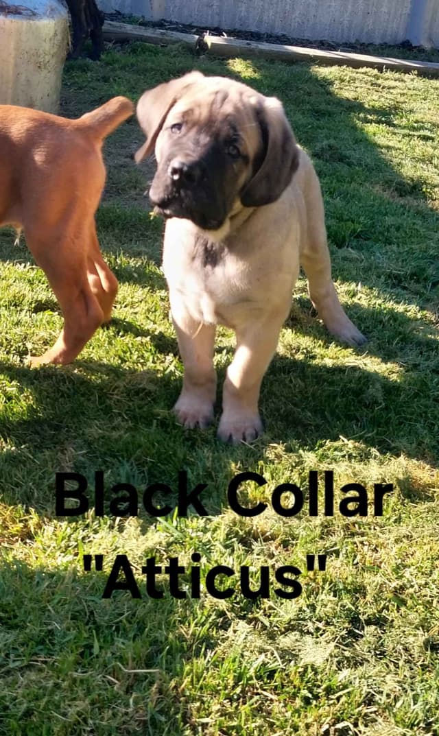 Cane Corso Puppies media 10
