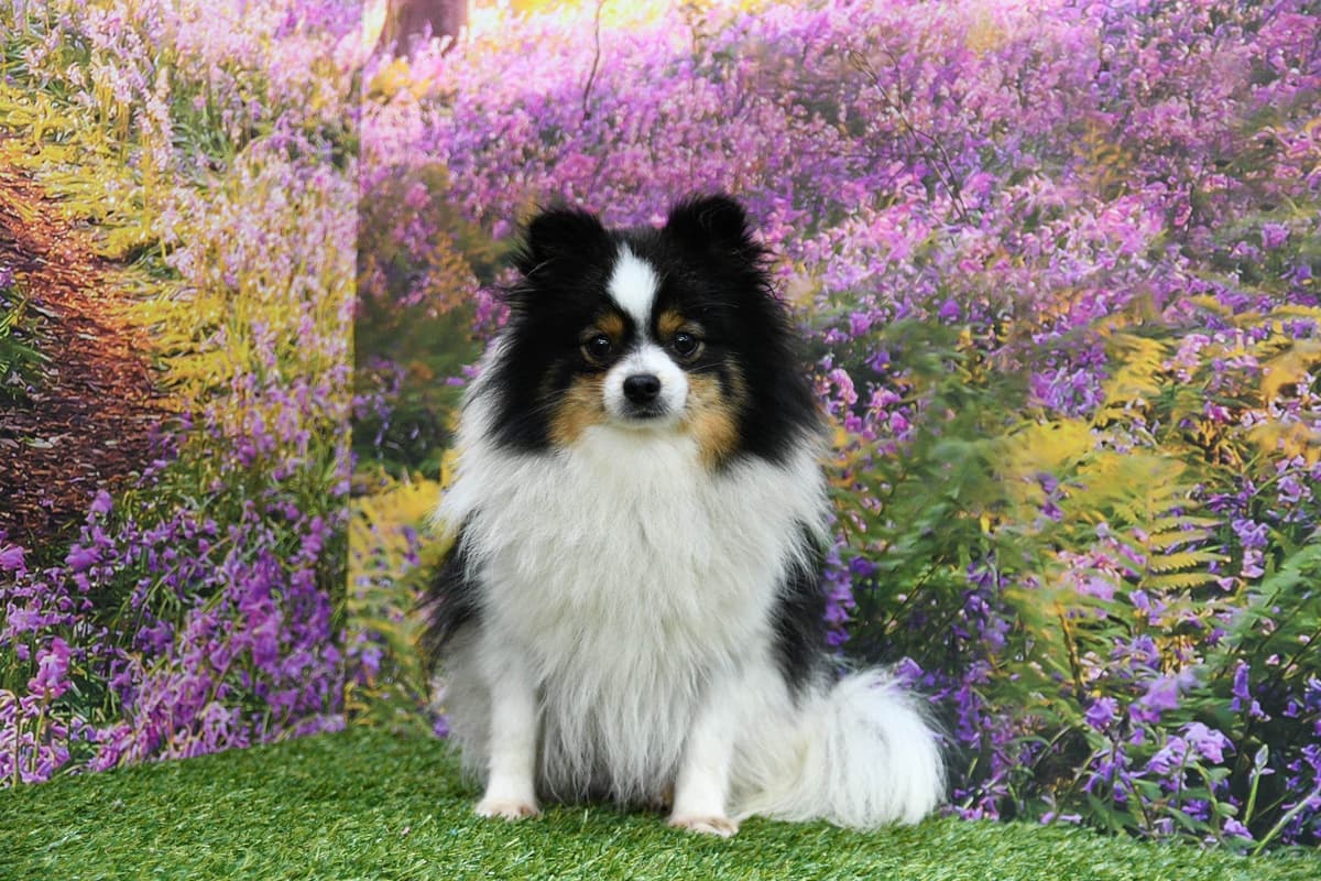 Pomeranian Puppies breeder image 1
