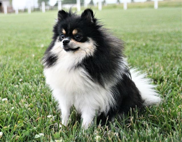 Pomeranian Puppies media 7