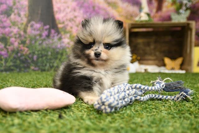 Pomeranian Puppies media 3