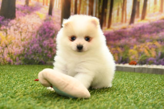 Pomeranian Puppies media 5