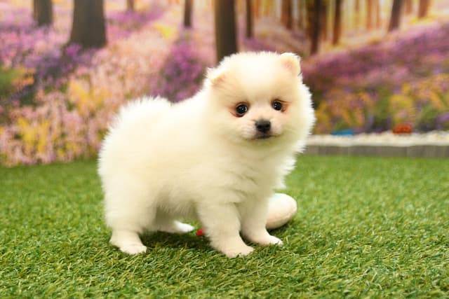 Pomeranian Puppies media 6