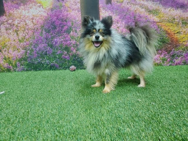 Pomeranian Puppies media 6