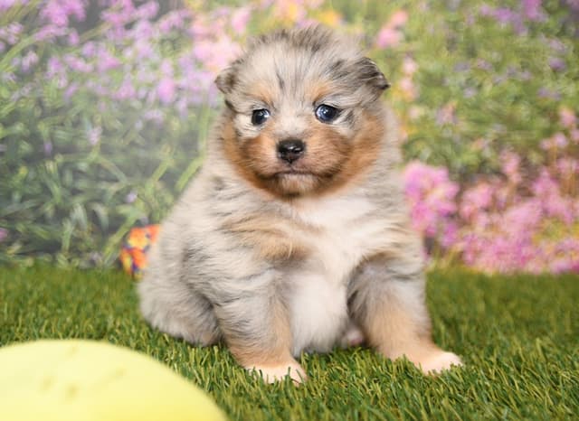 Pomeranian Puppies media 3