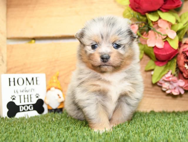 Pomeranian Puppies media 4