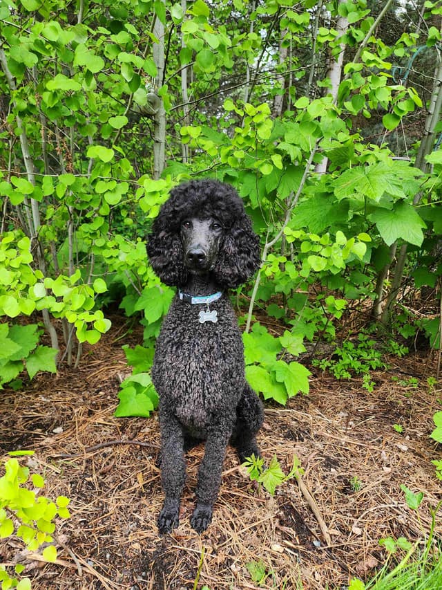 Poodle Puppies media 3