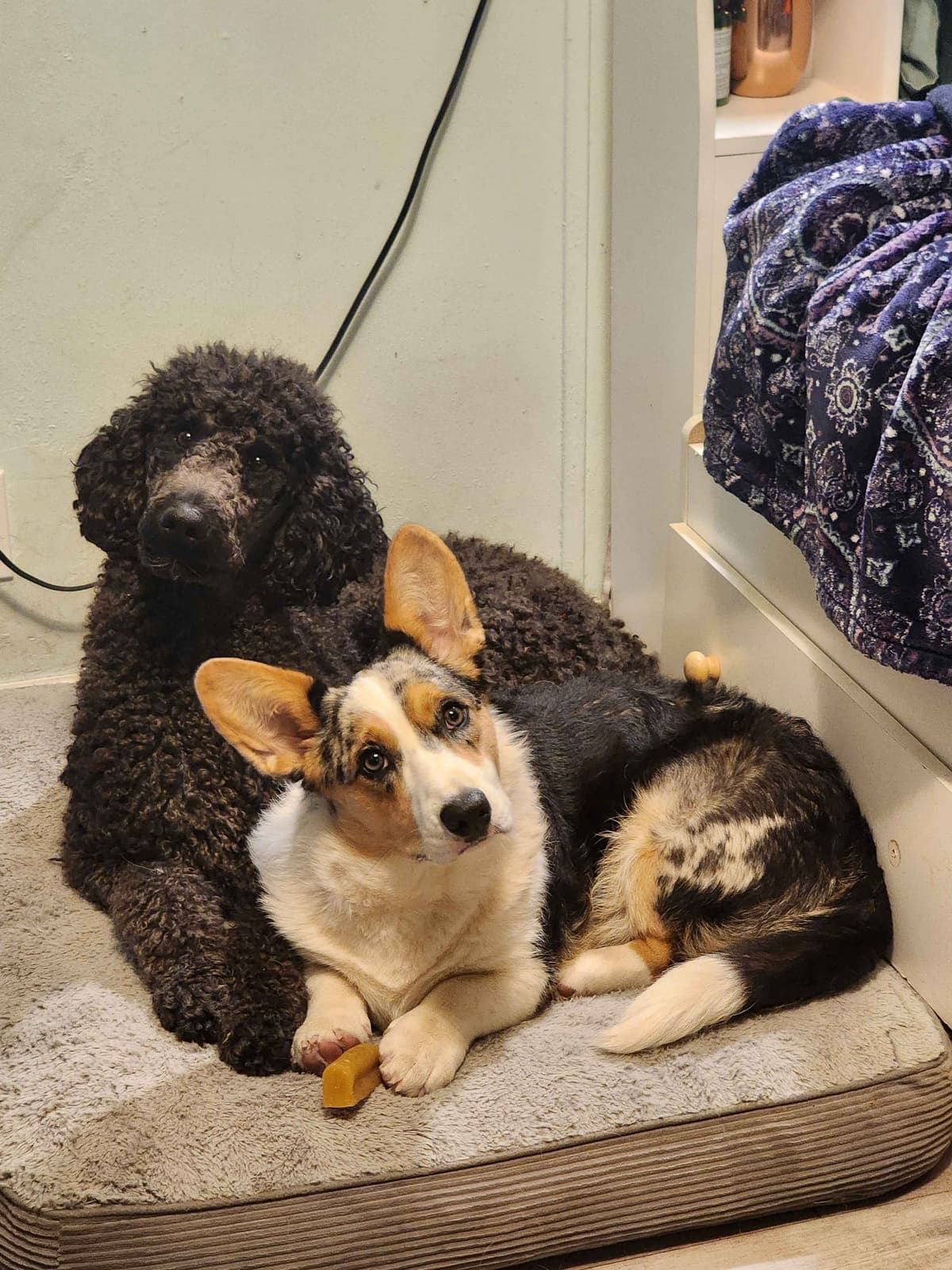 Poodle Puppies breeder image 3