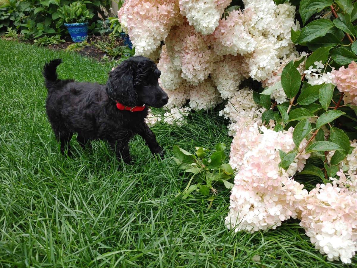 Poodle Puppies breeder image 5