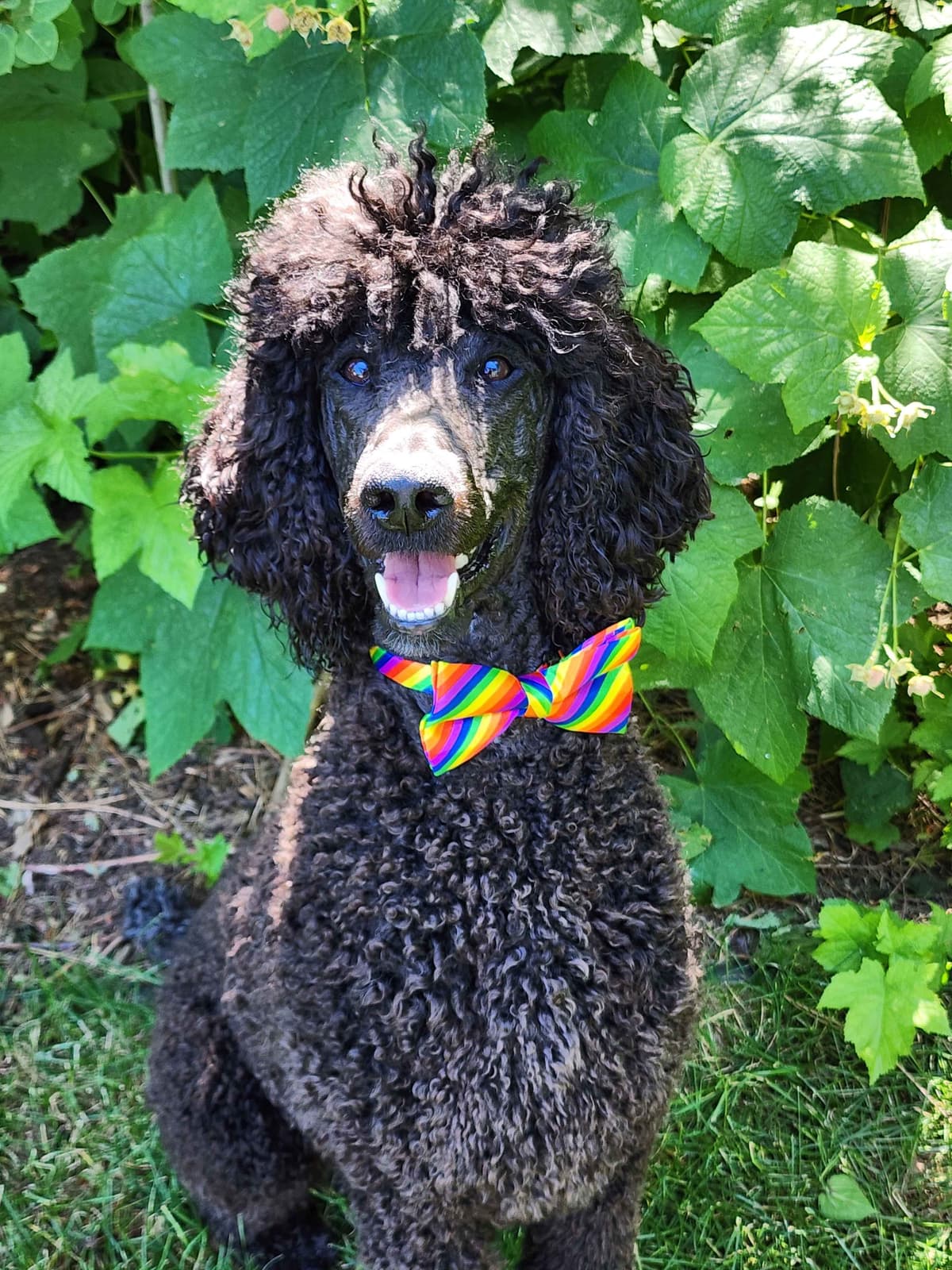 Poodle Puppies breeder image 6