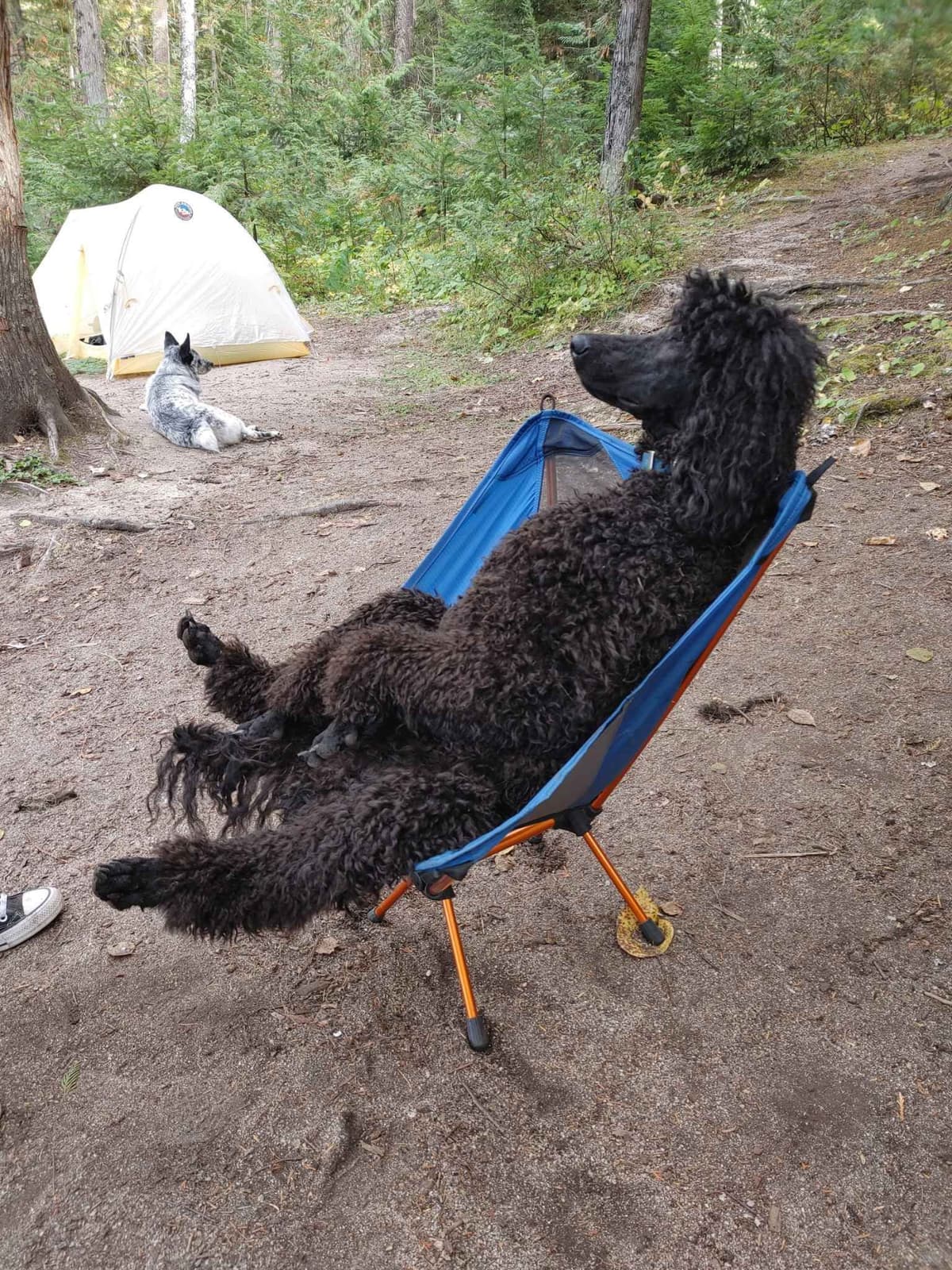 Poodle Puppies breeder image 7