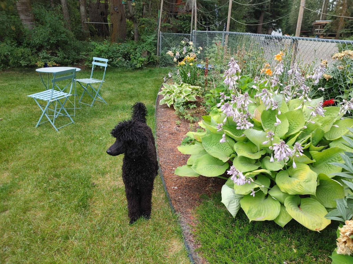 Poodle Puppies breeder image 9