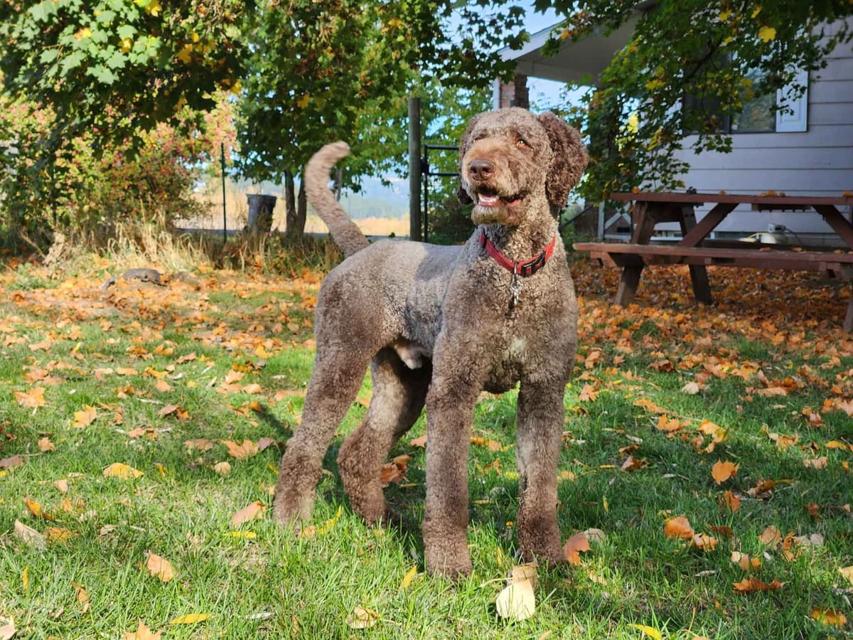 Poodle Puppies breeder image 10