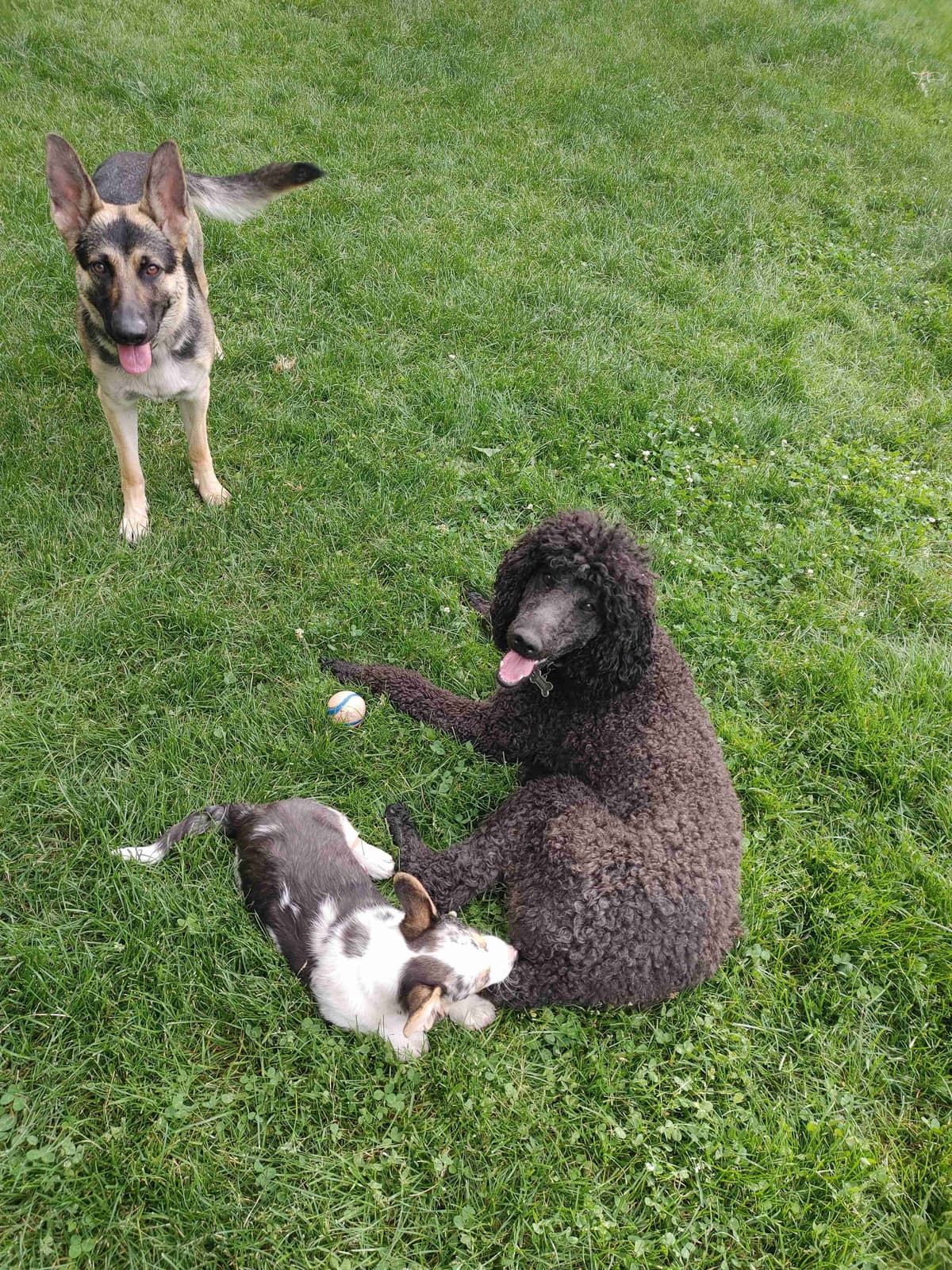 Poodle Puppies breeder image 11