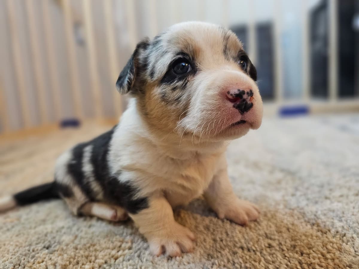 Poodle Puppies breeder image 13