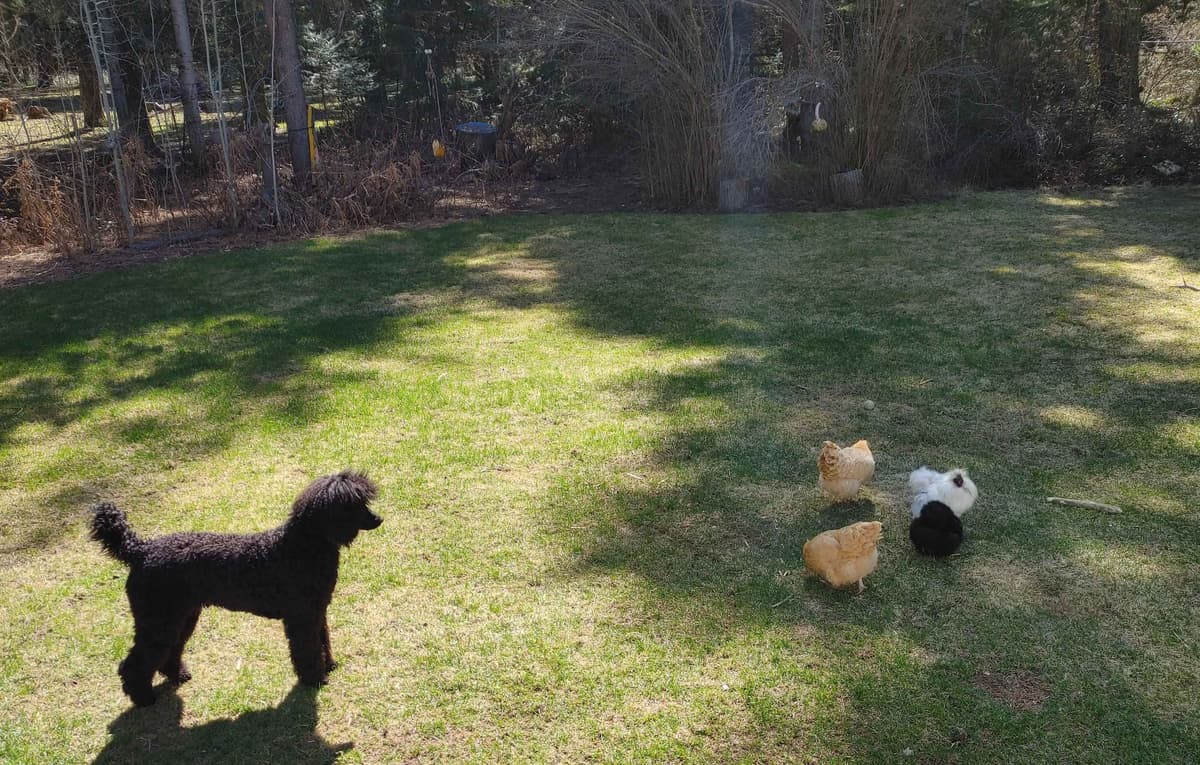 Poodle Puppies breeder image 15