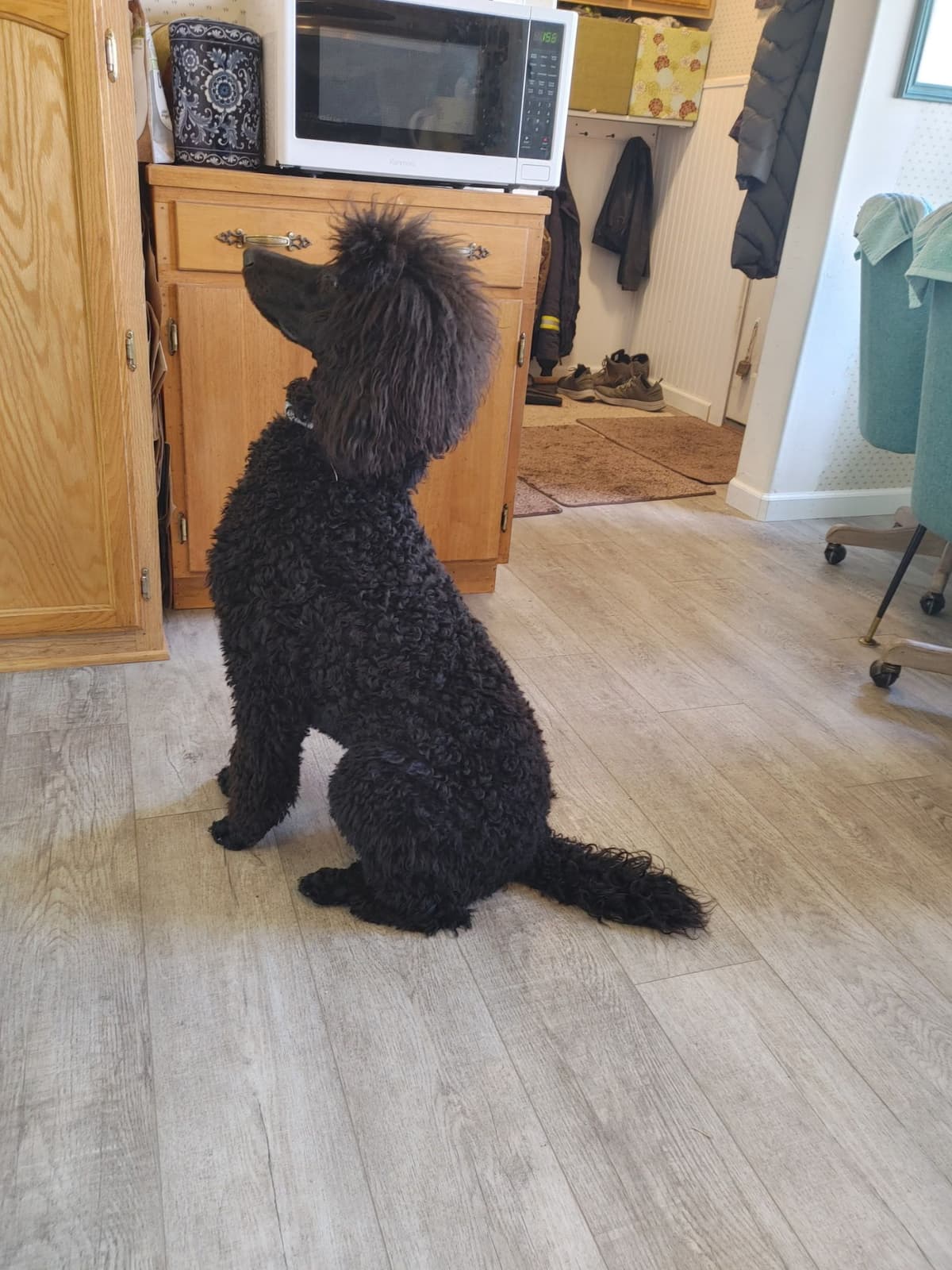 Poodle Puppies breeder image 17
