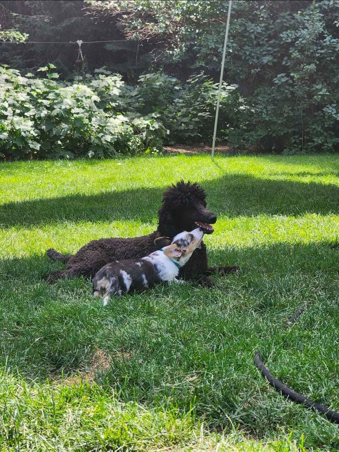 Poodle Puppies breeder image 25