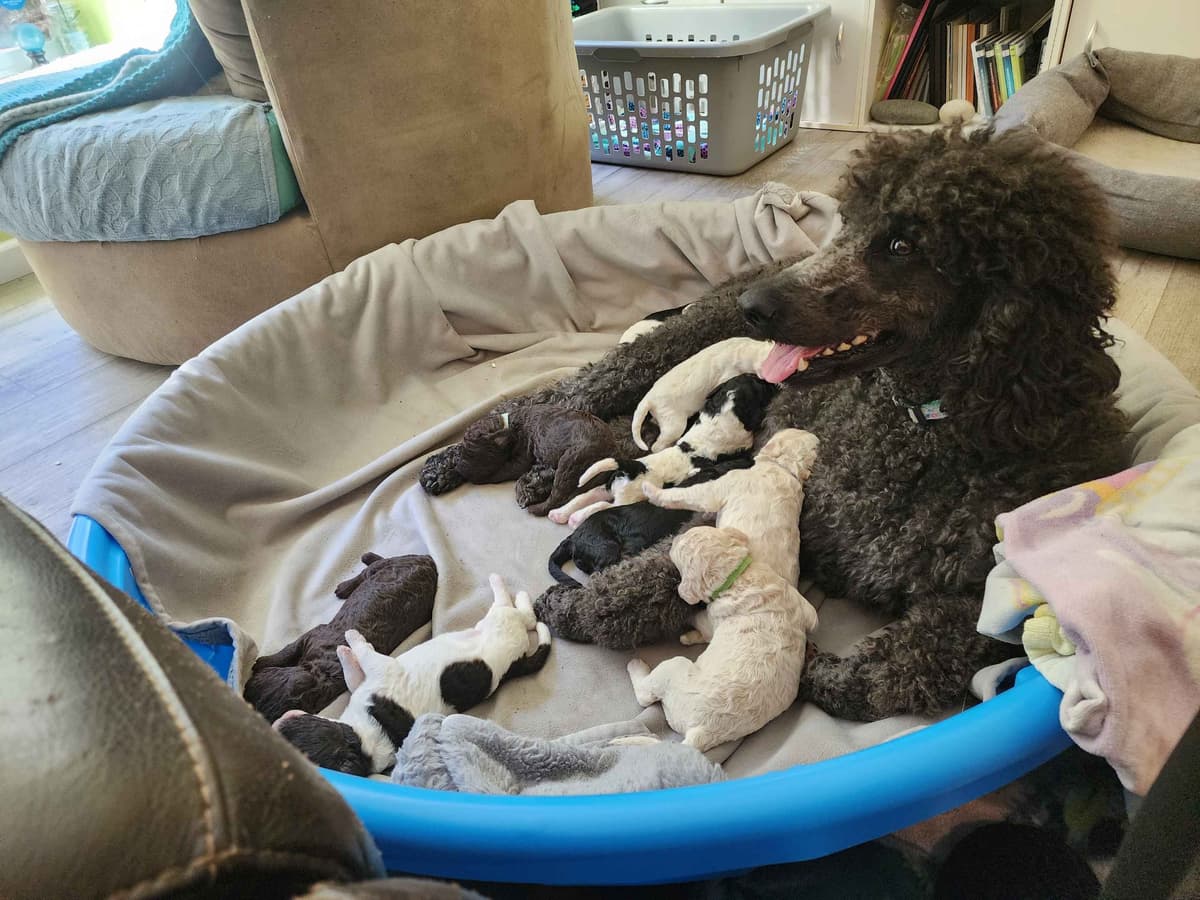 Poodle Puppies breeder image 26
