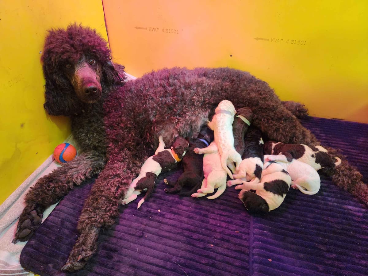 Poodle Puppies breeder image 27