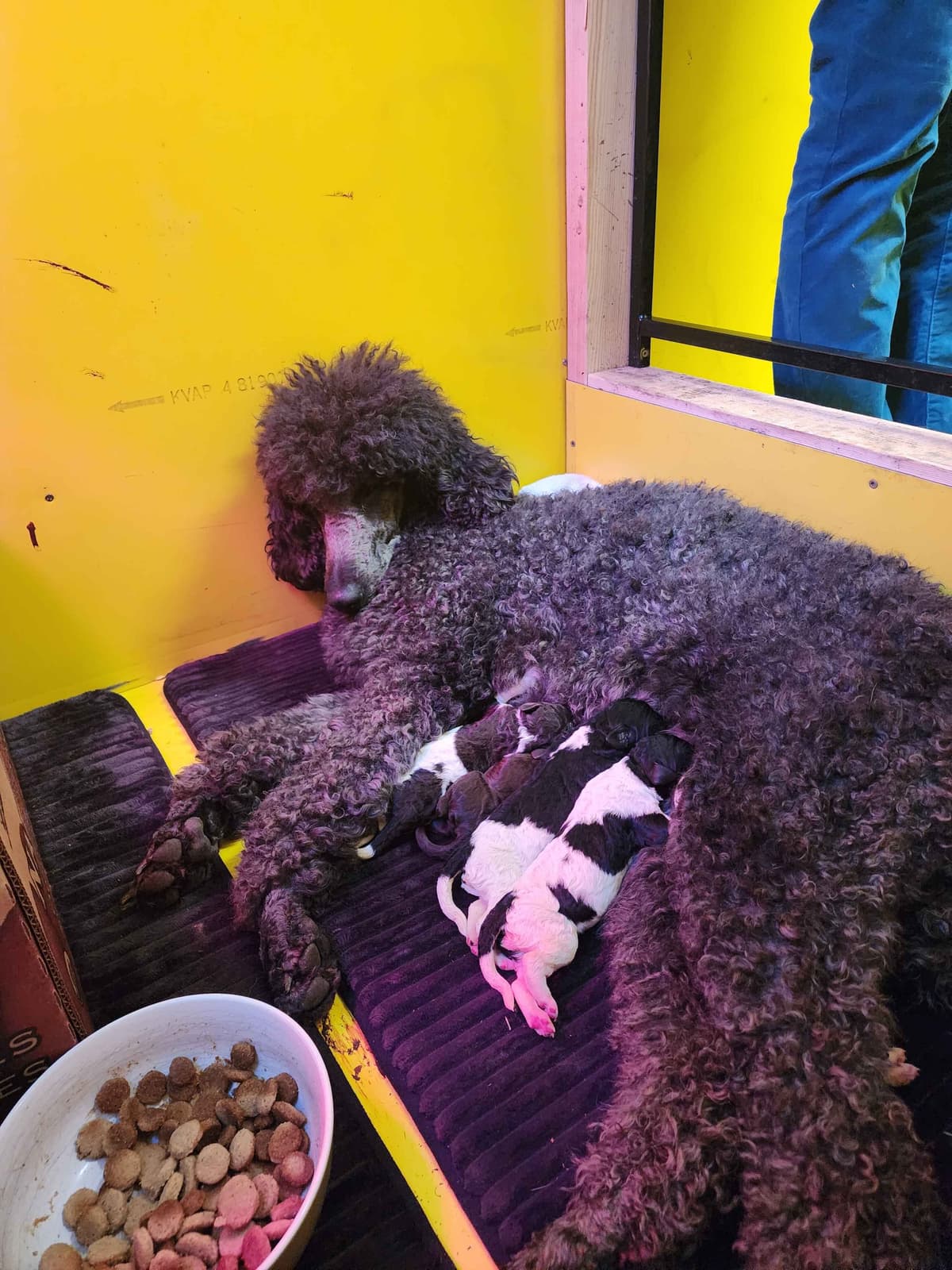 Poodle Puppies breeder image 28