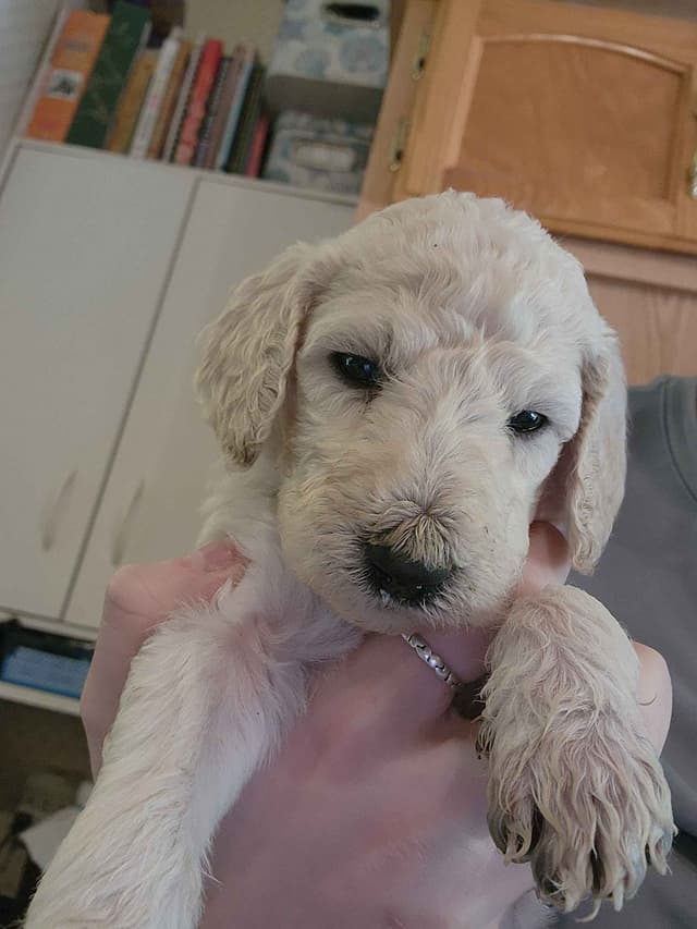 Poodle Puppies media 4