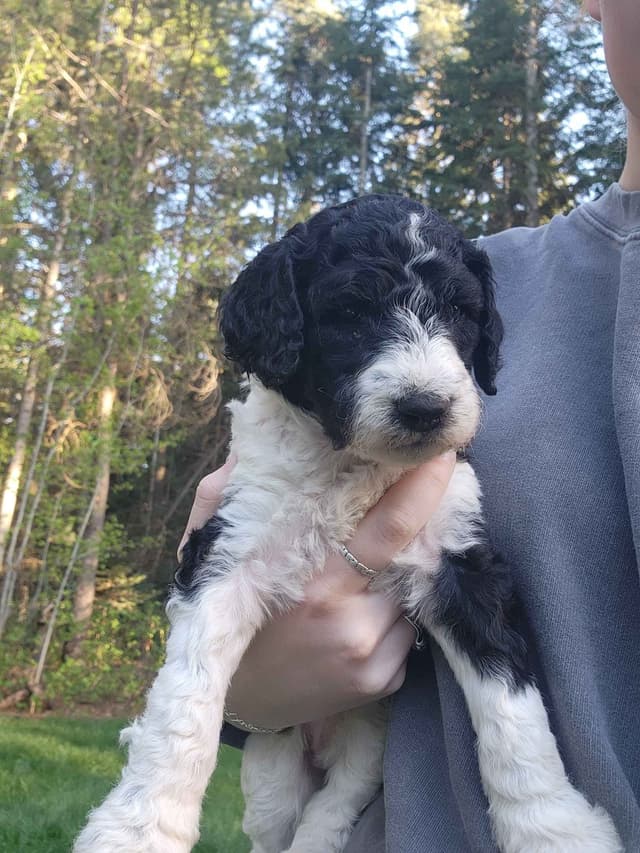 Poodle Puppies media 5