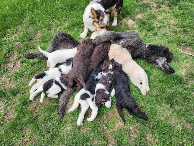Poodle Puppies media 12