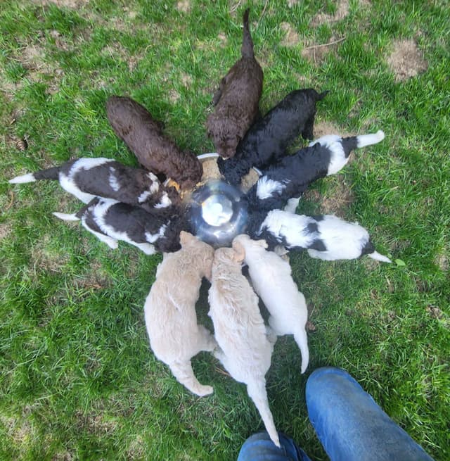 Poodle Puppies media 13
