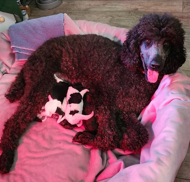 Poodle Puppies media 14