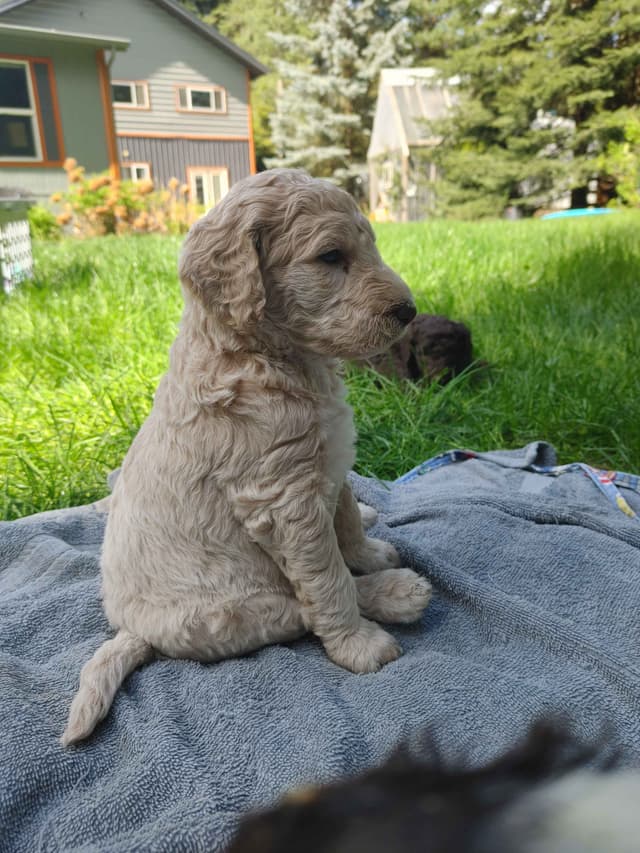 Poodle Puppies media 7