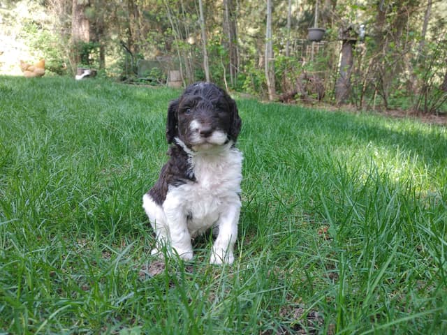 Poodle Puppies media 8
