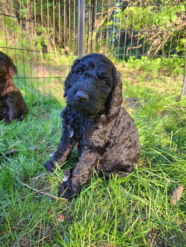 Poodle Puppies media 10