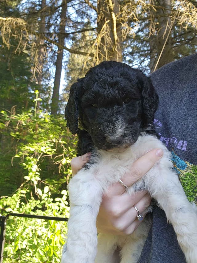 Poodle Puppies media 11