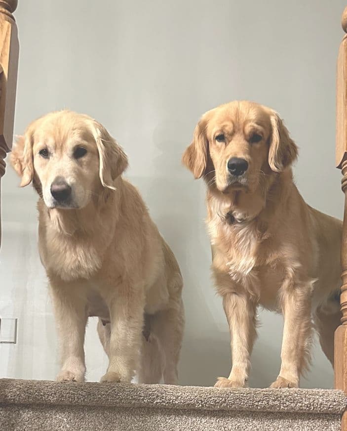 Golden Retriever Puppies breeder image 1