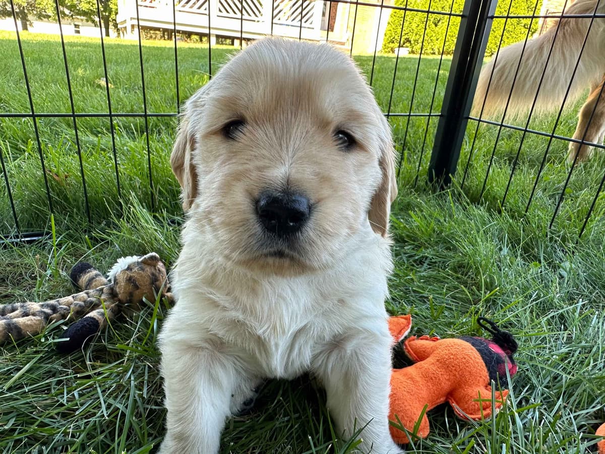 Golden Retriever Puppies breeder image 2